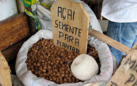 sambazontl7